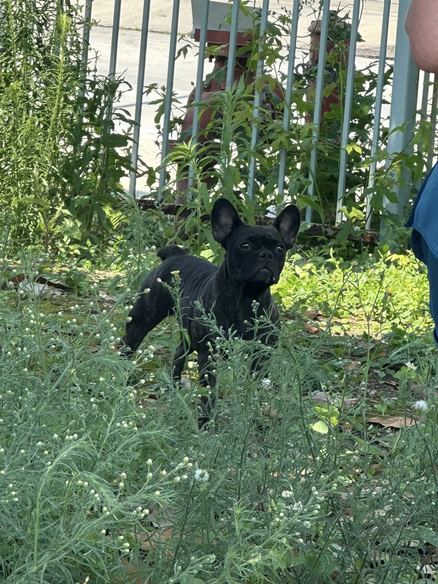 adorable black dog