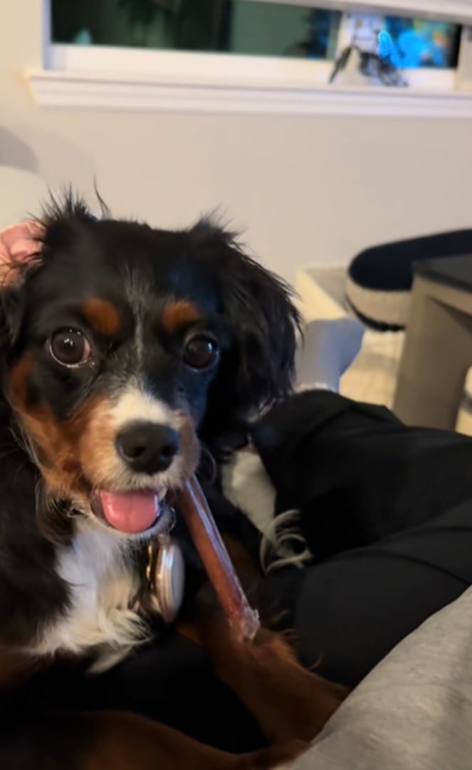 adorable black dog