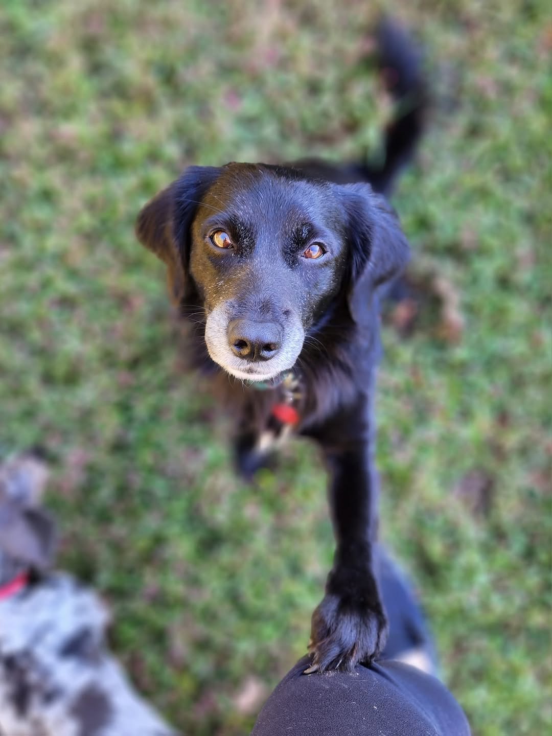 adorable black dog on grass