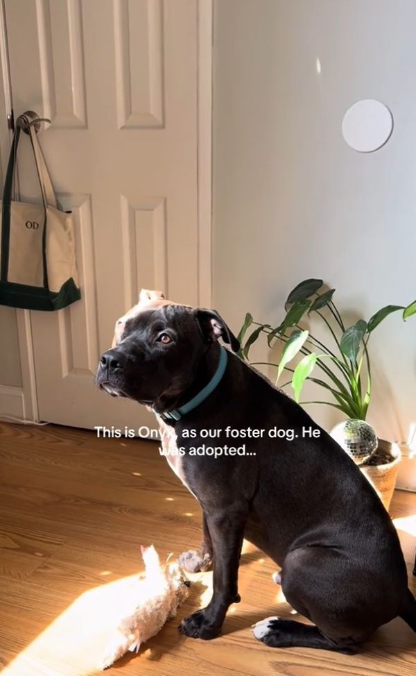adorable black dog
