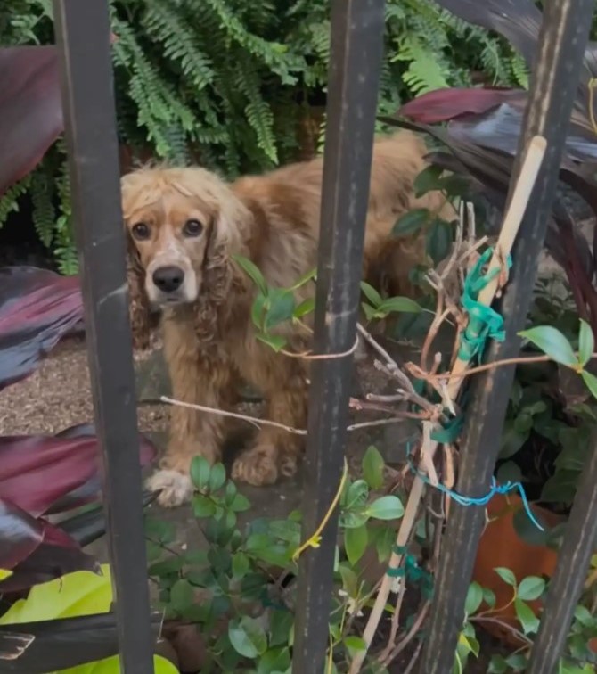 adorable brown dog