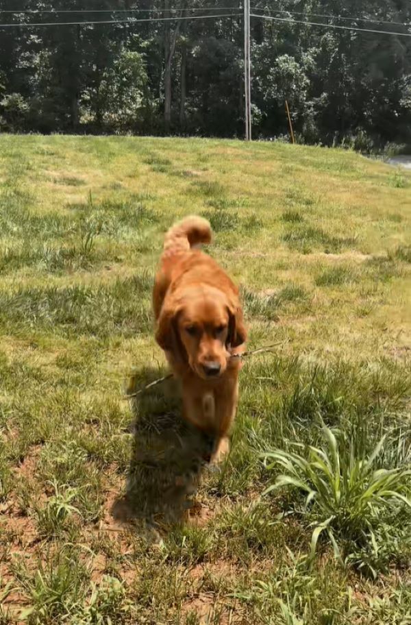 adorable brown dog