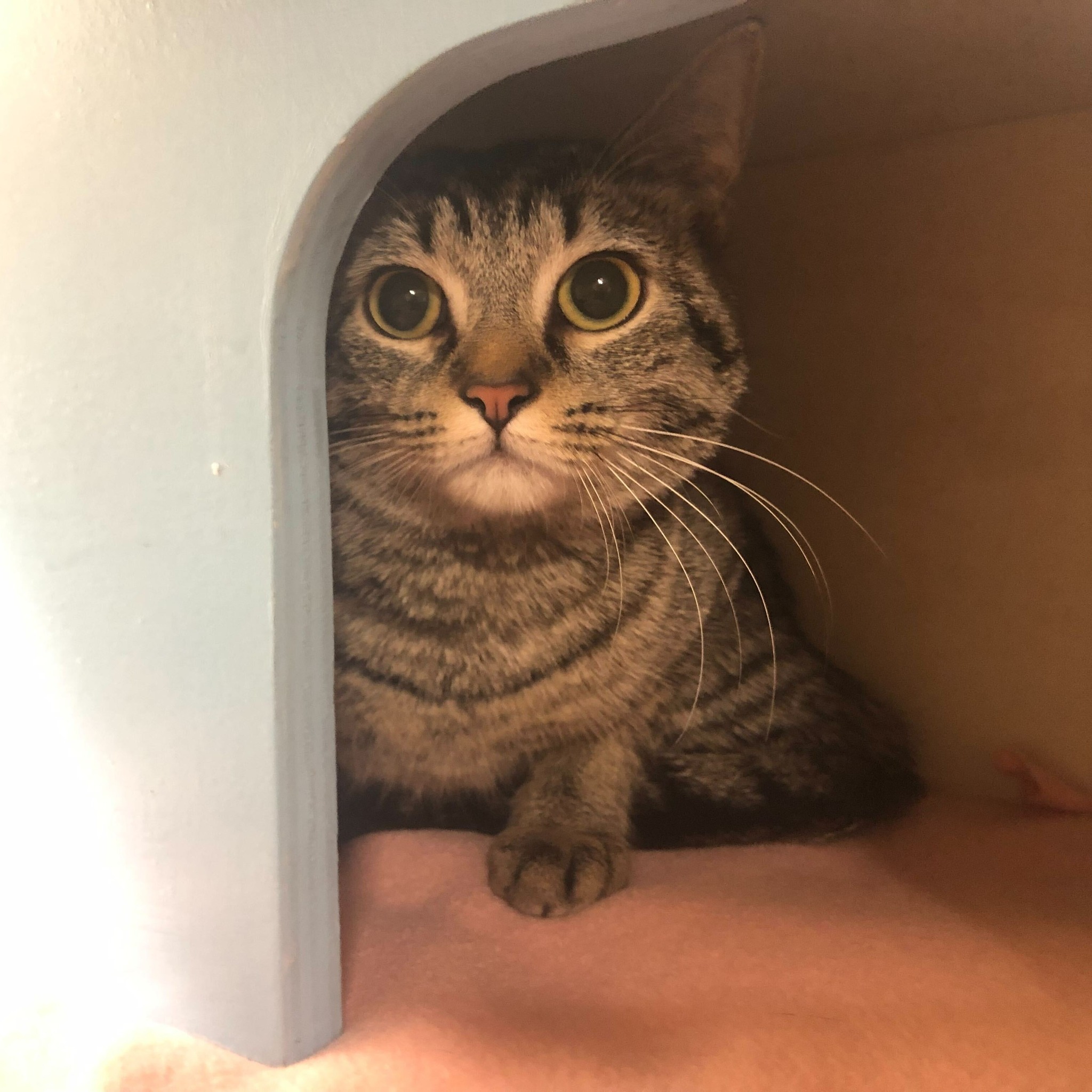 adorable cat