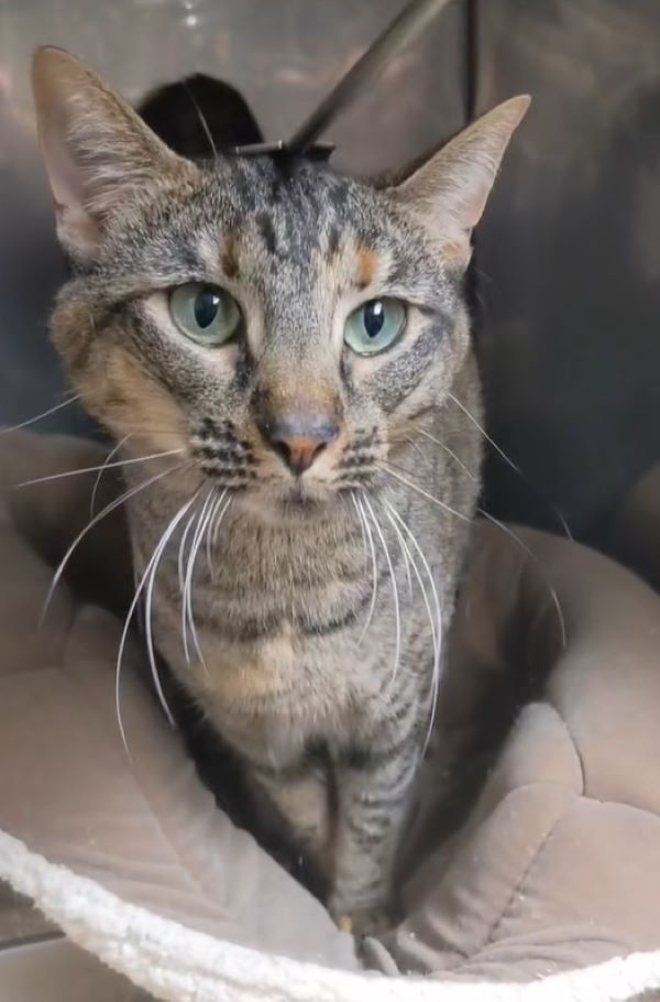 adorable cat