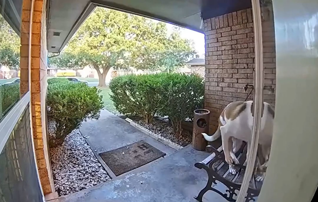 adorable dog in front of house