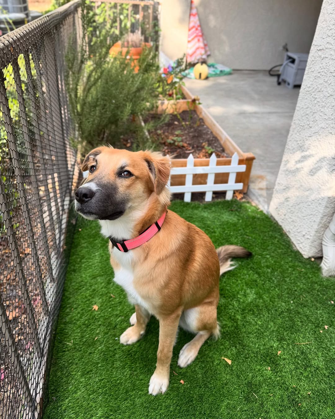 adorable dog sitting