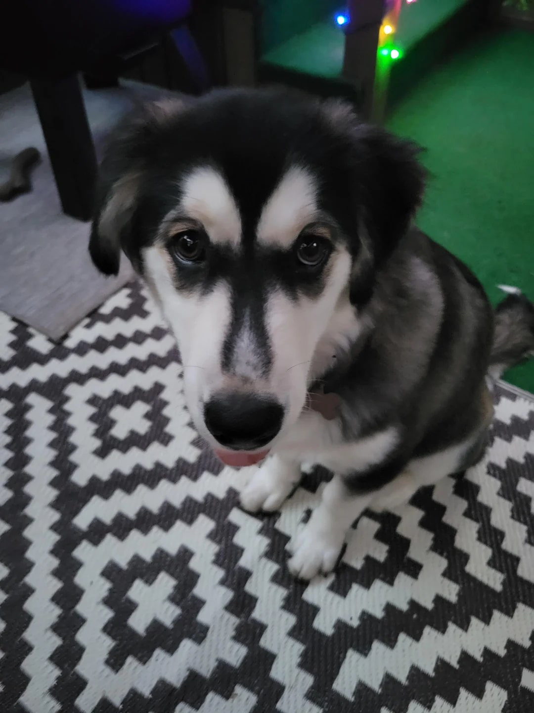 adorable husky