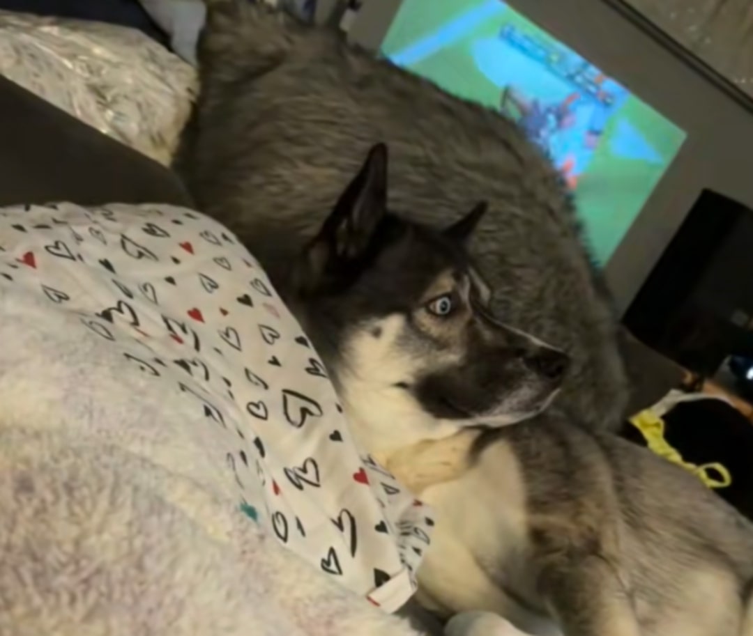 adorable husky