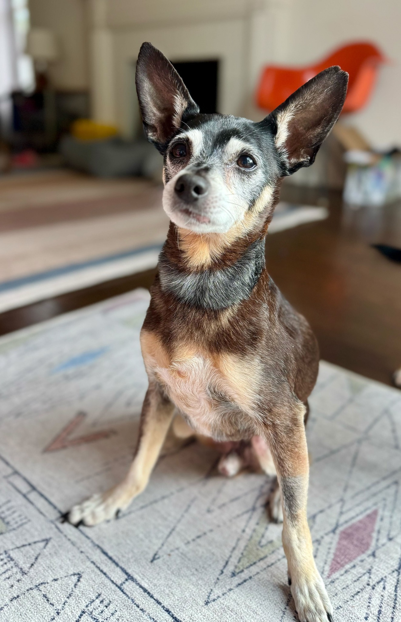 adorable senior dog