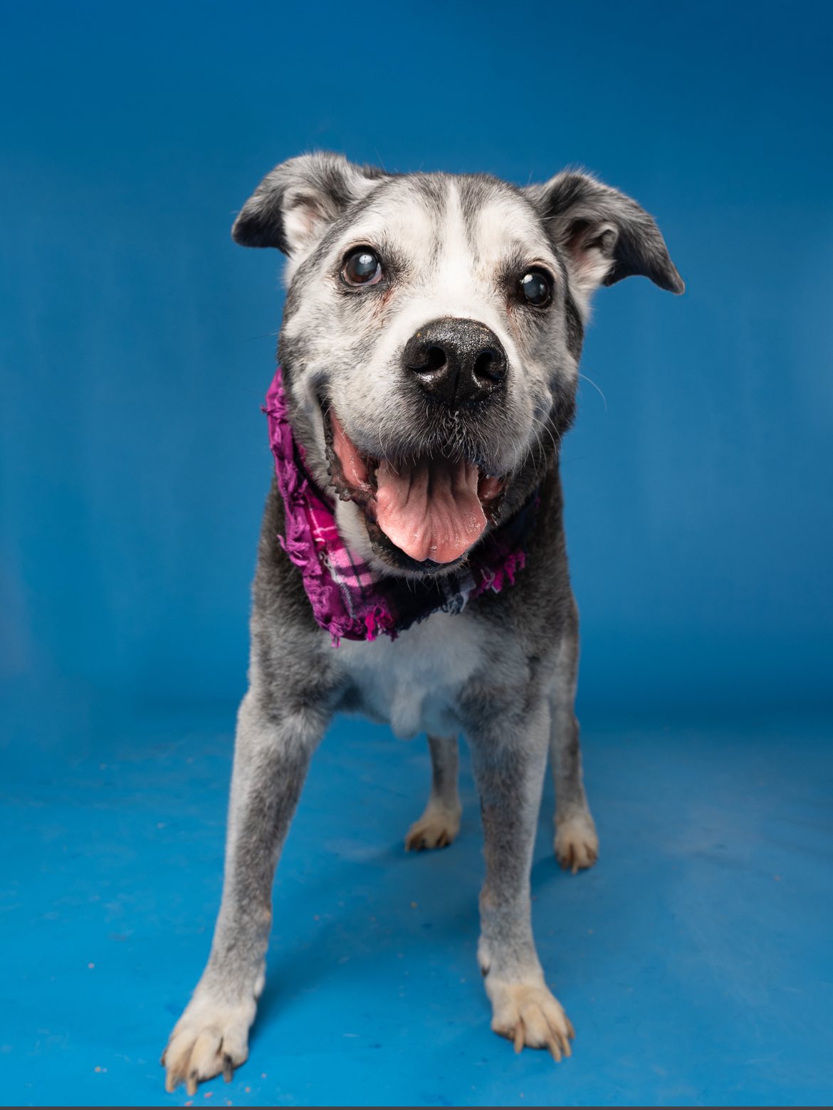 adorable senior dog
