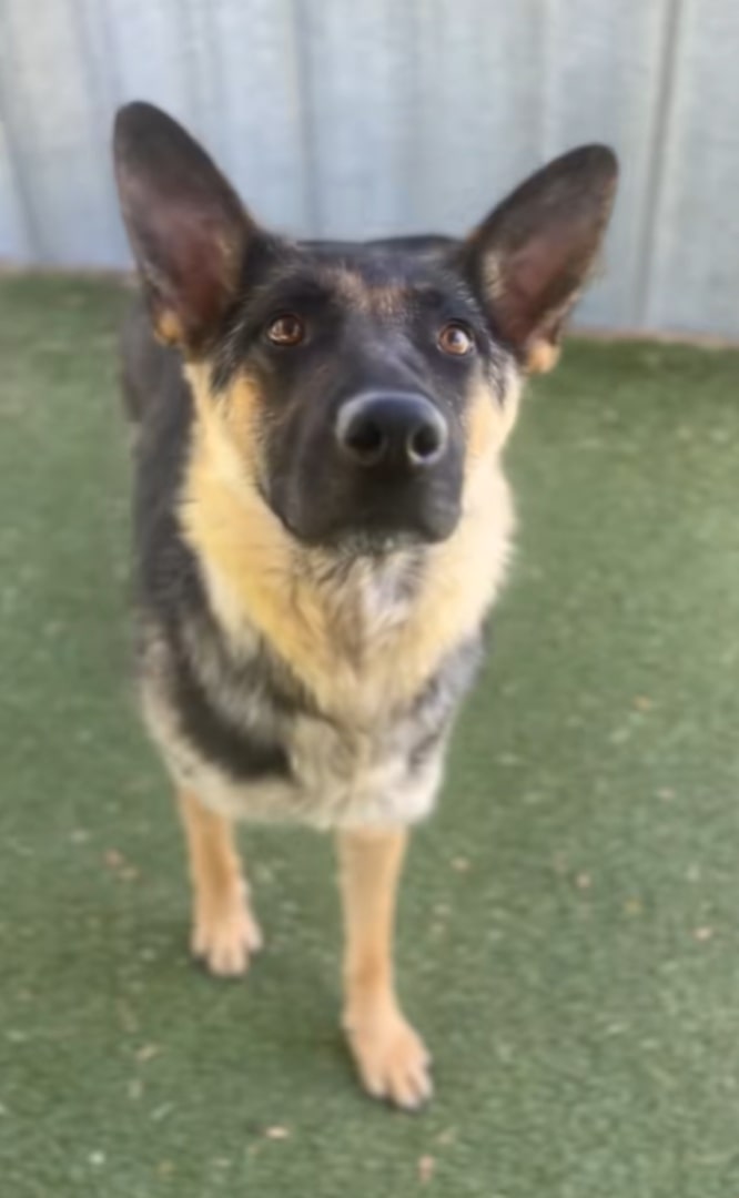 adorable senior dog
