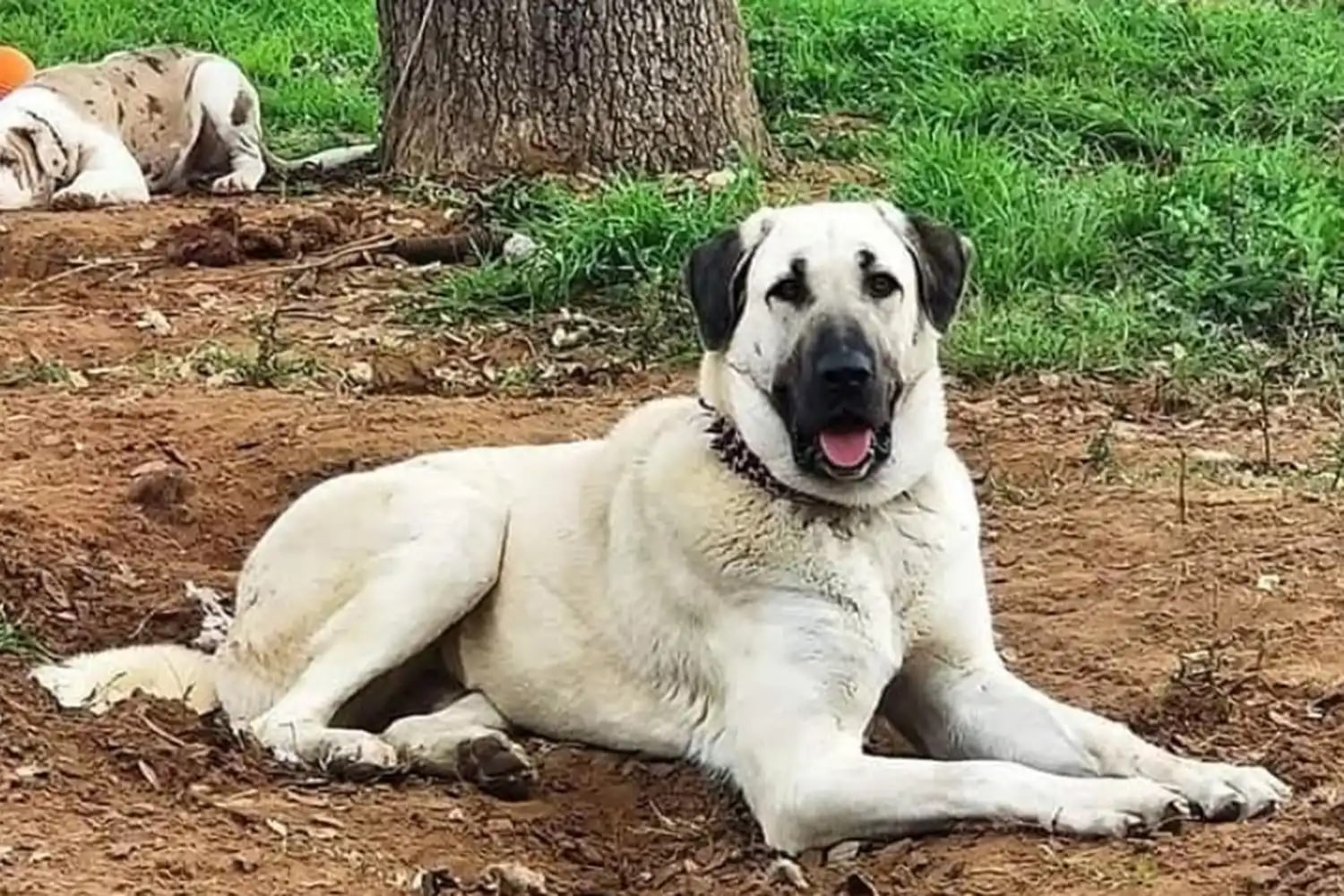 adorable senior dog laying down