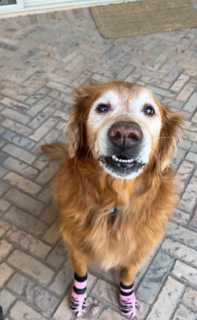adorable senior dog
