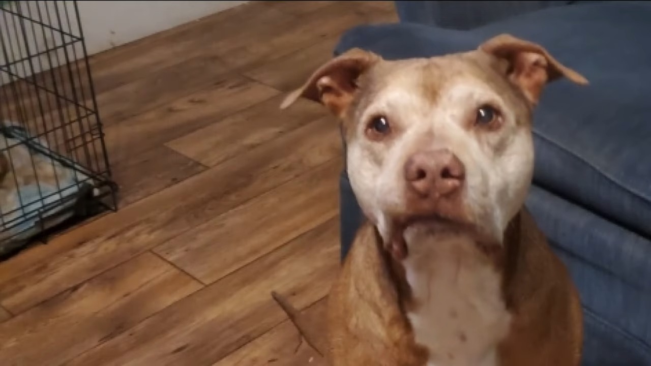 adult dog in senior house