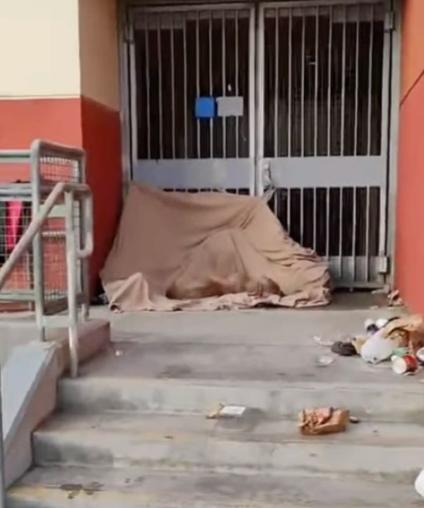 animal on a tarp
