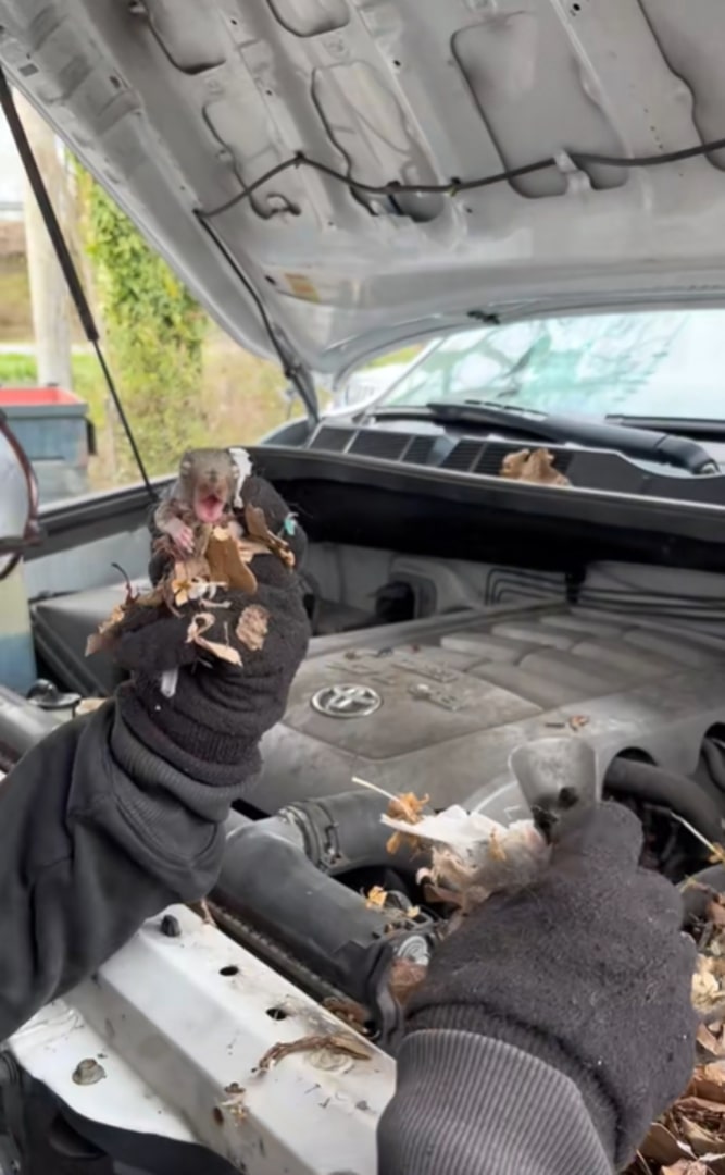 baby squirrel in the engine