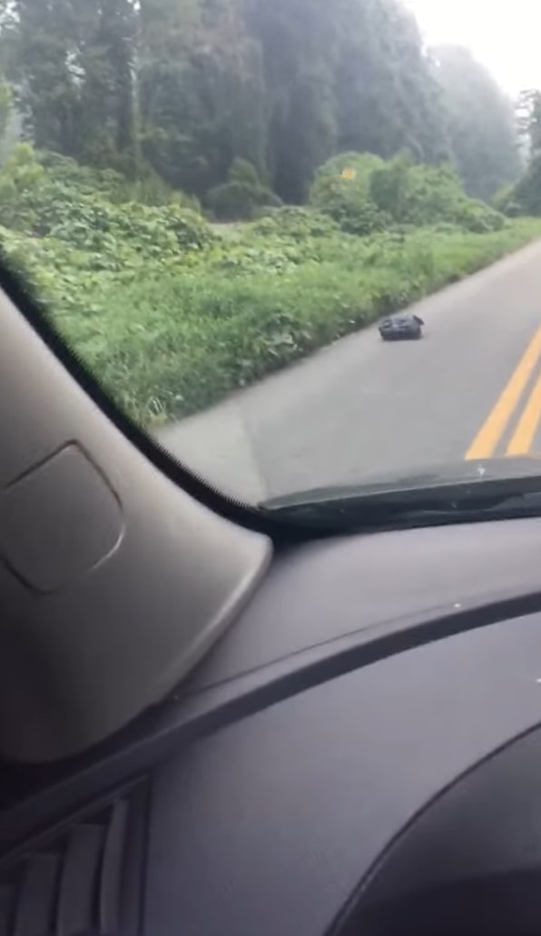 bag on the road