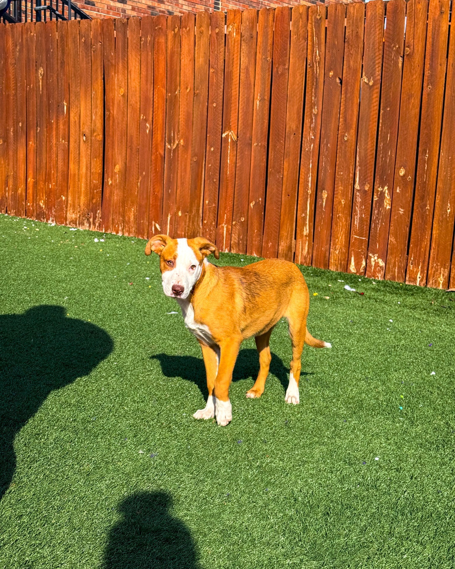 beautiful brown dog