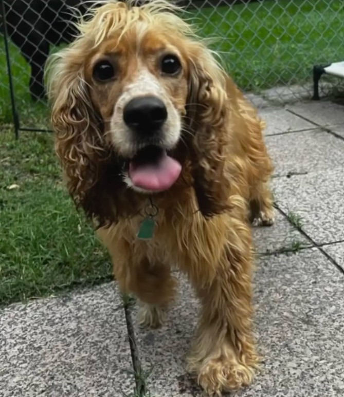 beautiful brown dog