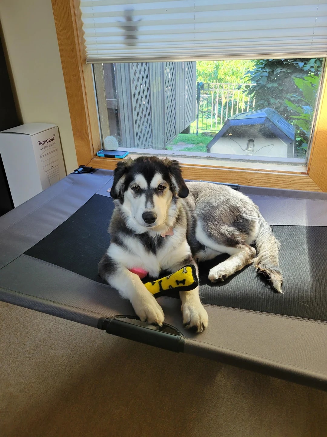 beautiful husky