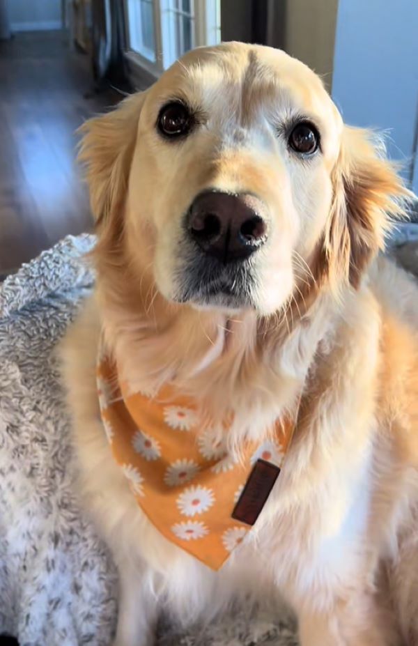 beautiful senior dog