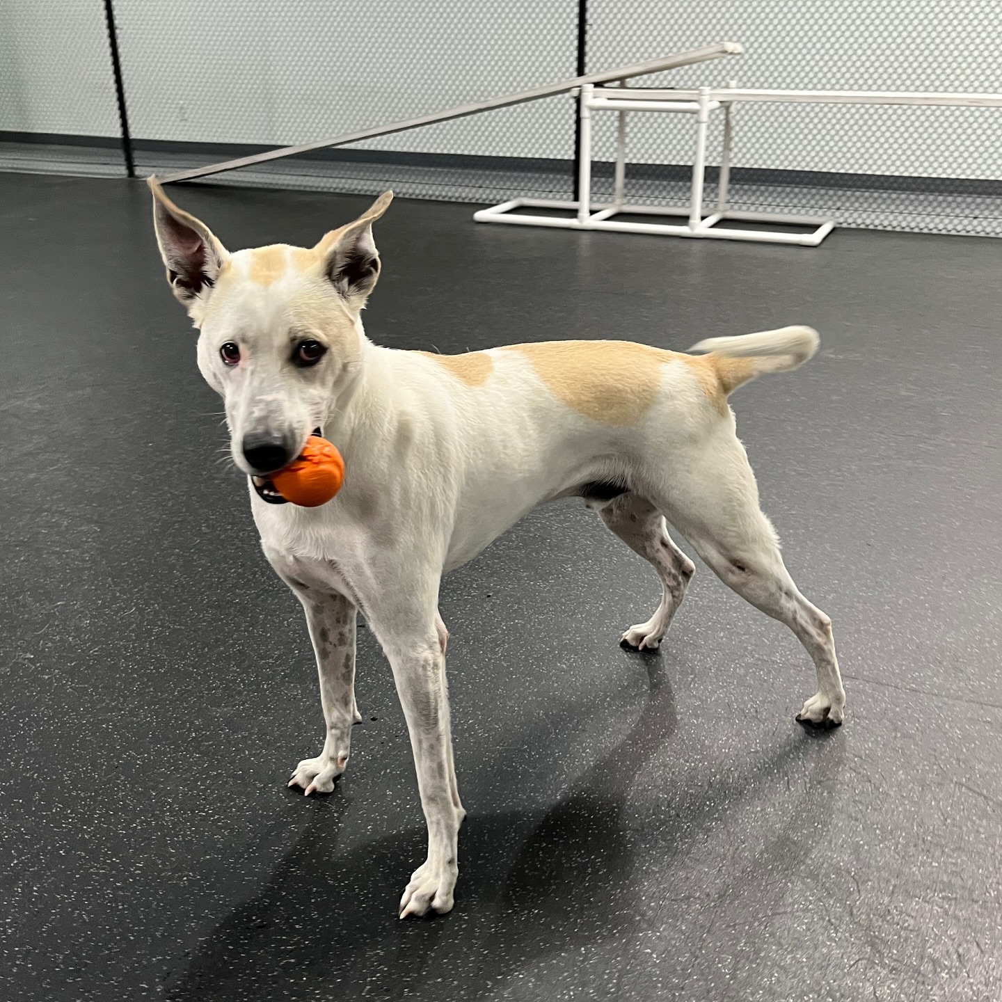 beautiful senior dog
