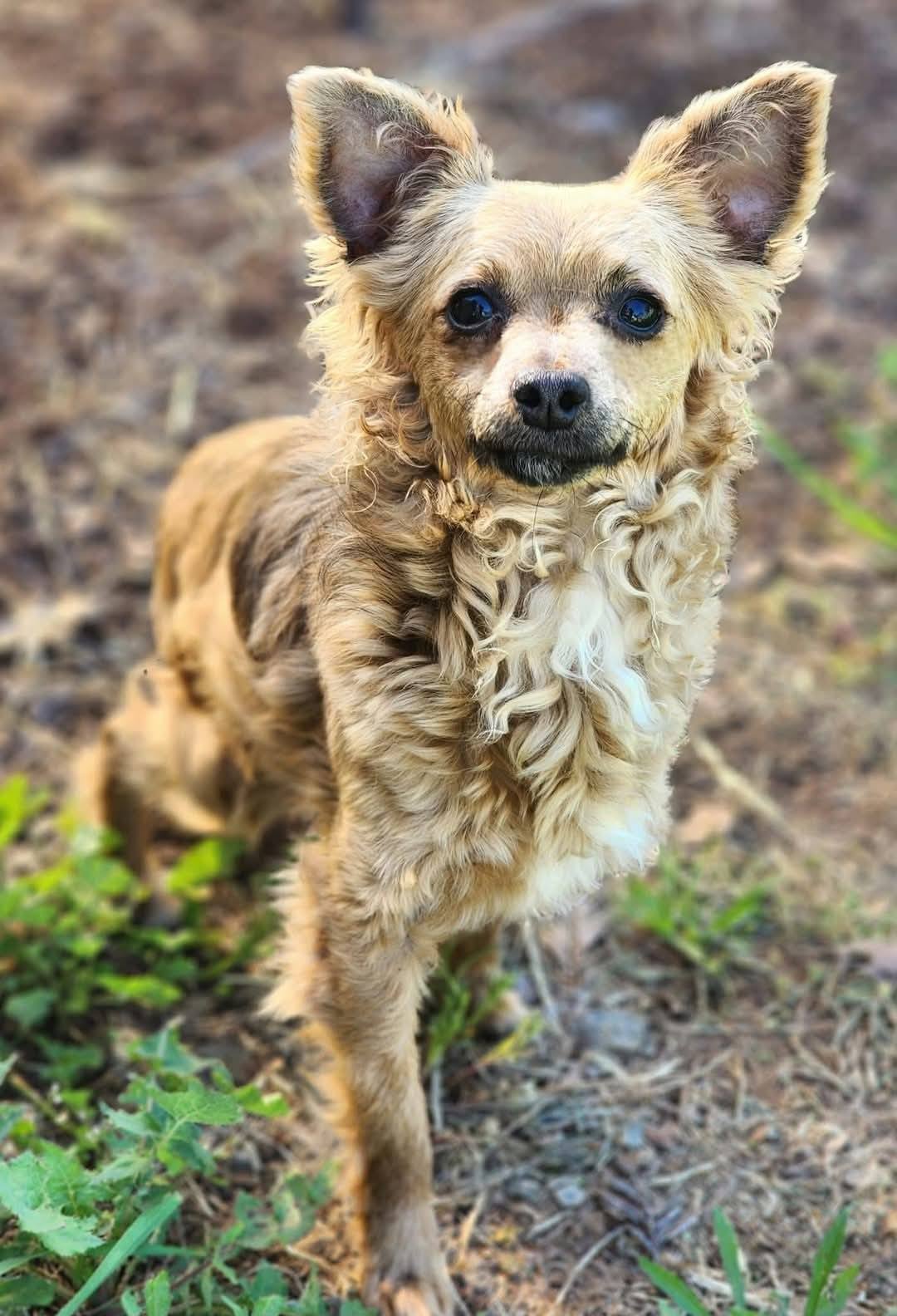 beautiful tiny dog