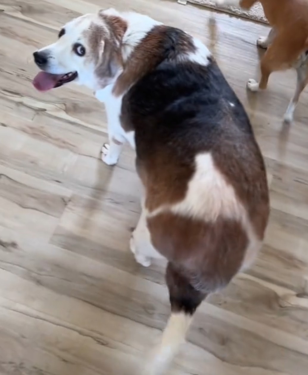 big dog