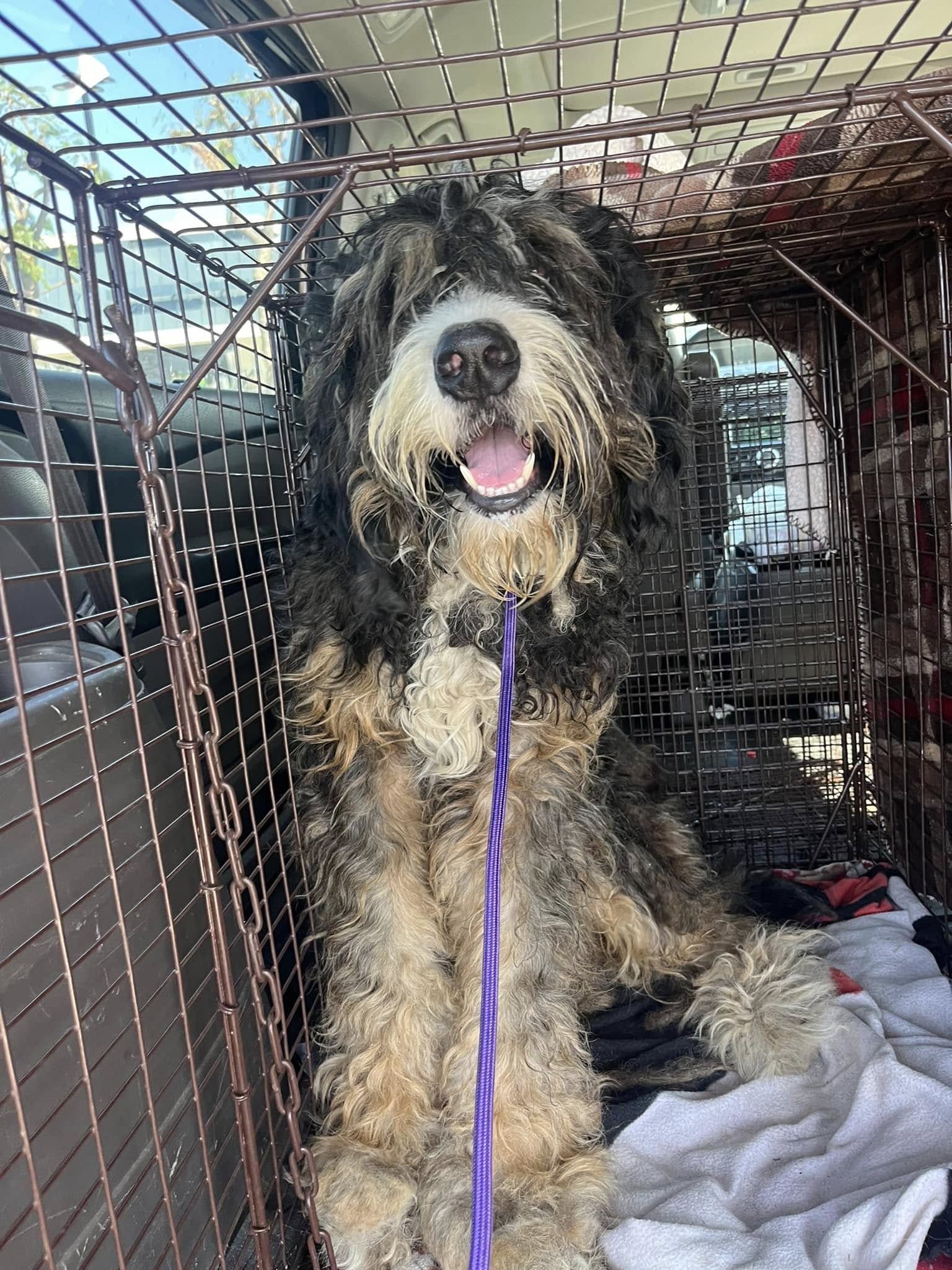 big dog in crate