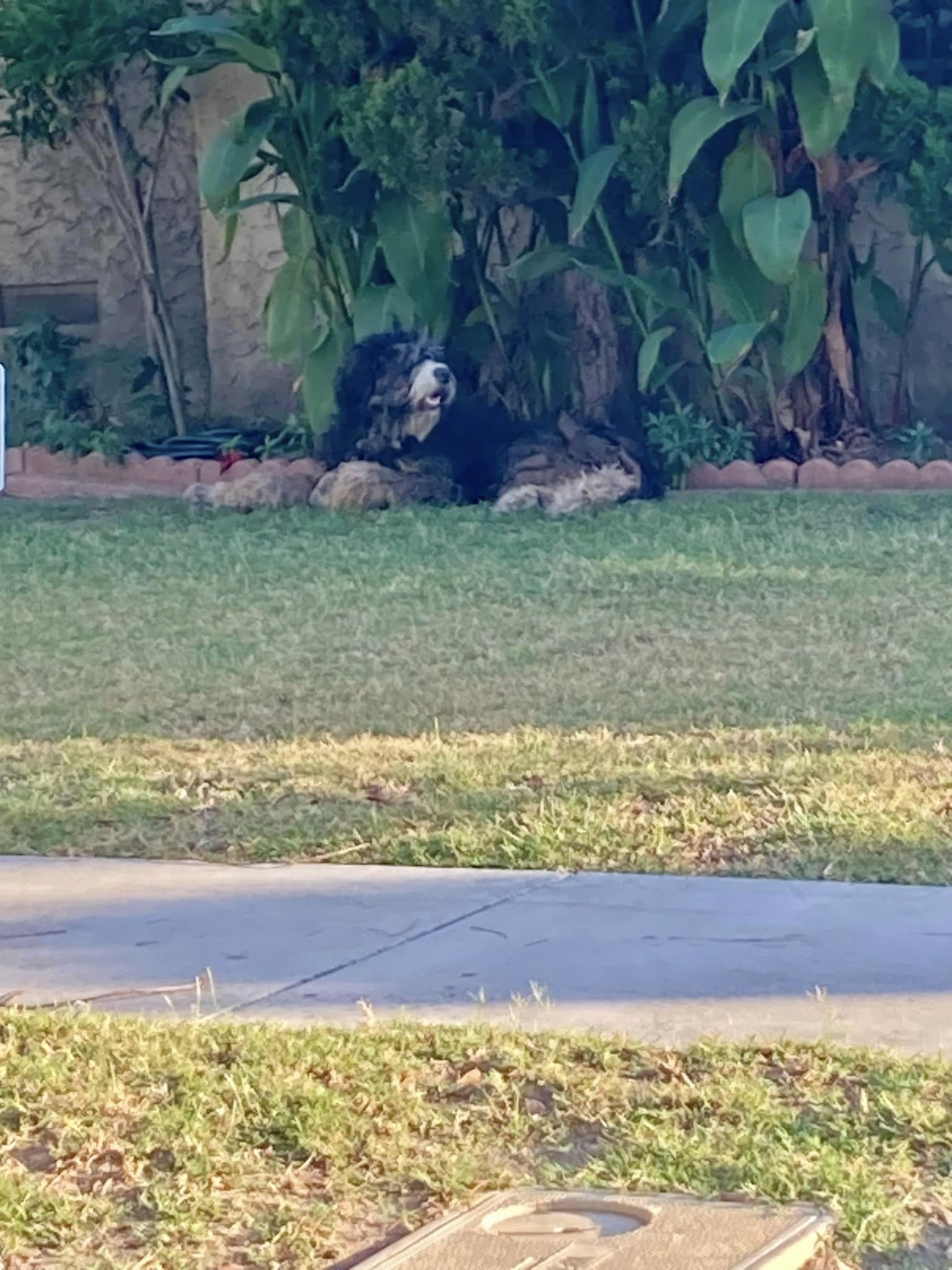 big dog thrown out