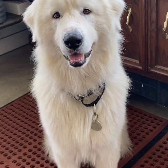 big dog