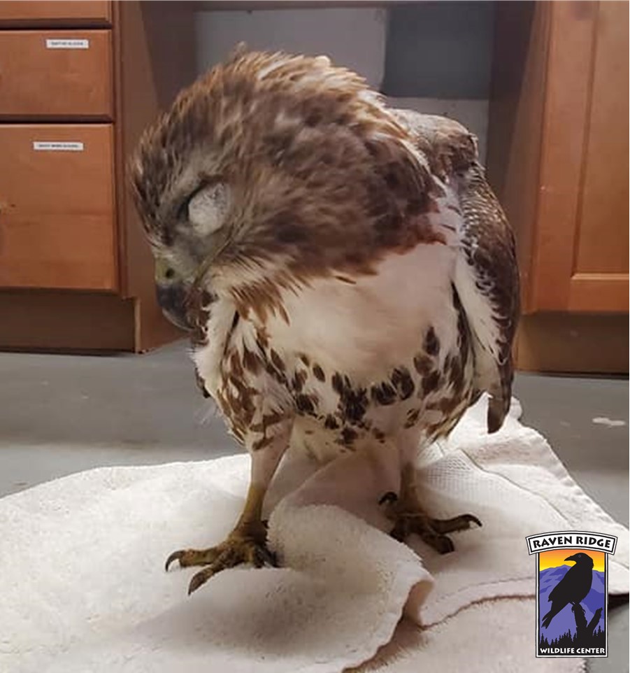 big eagle