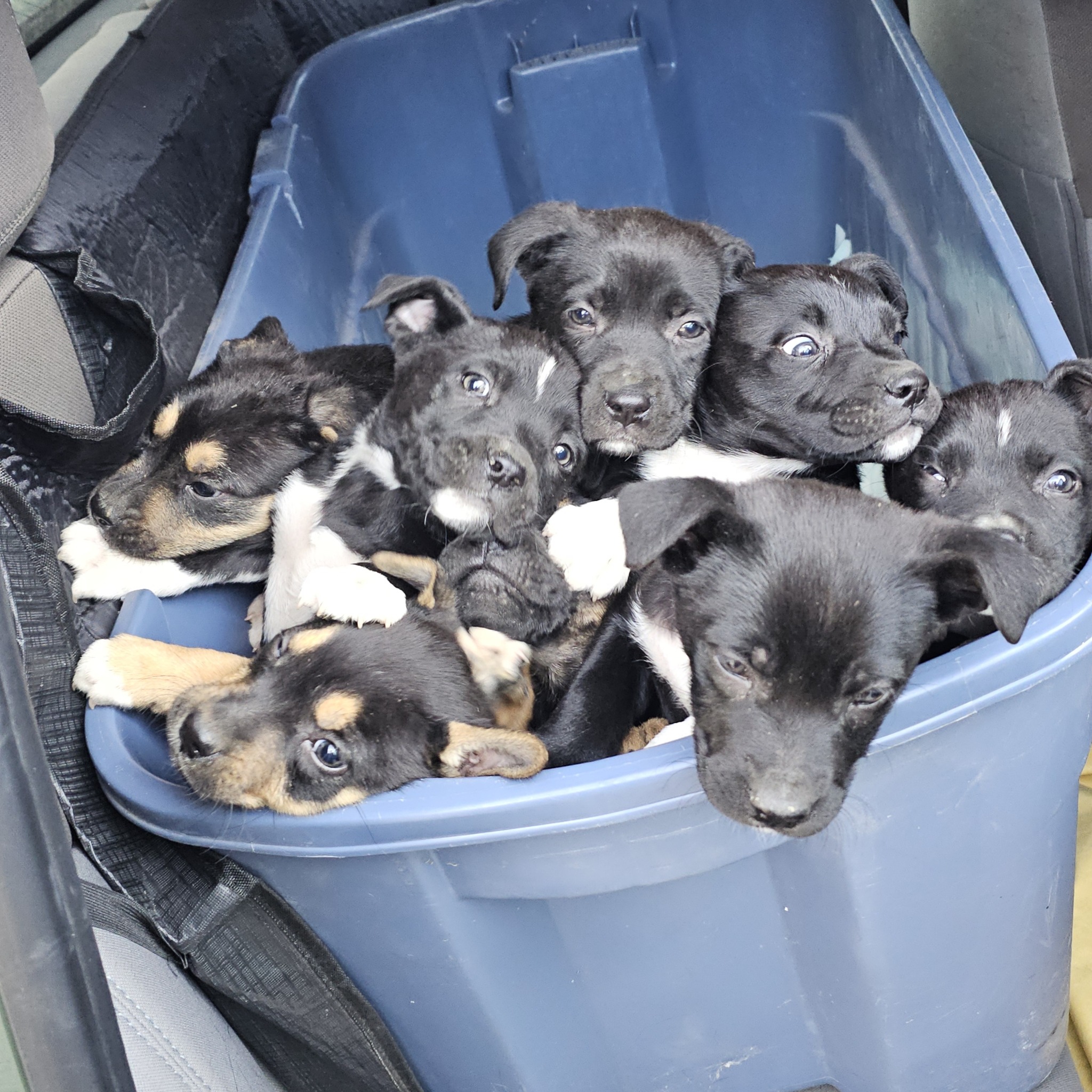 bin full of puppies