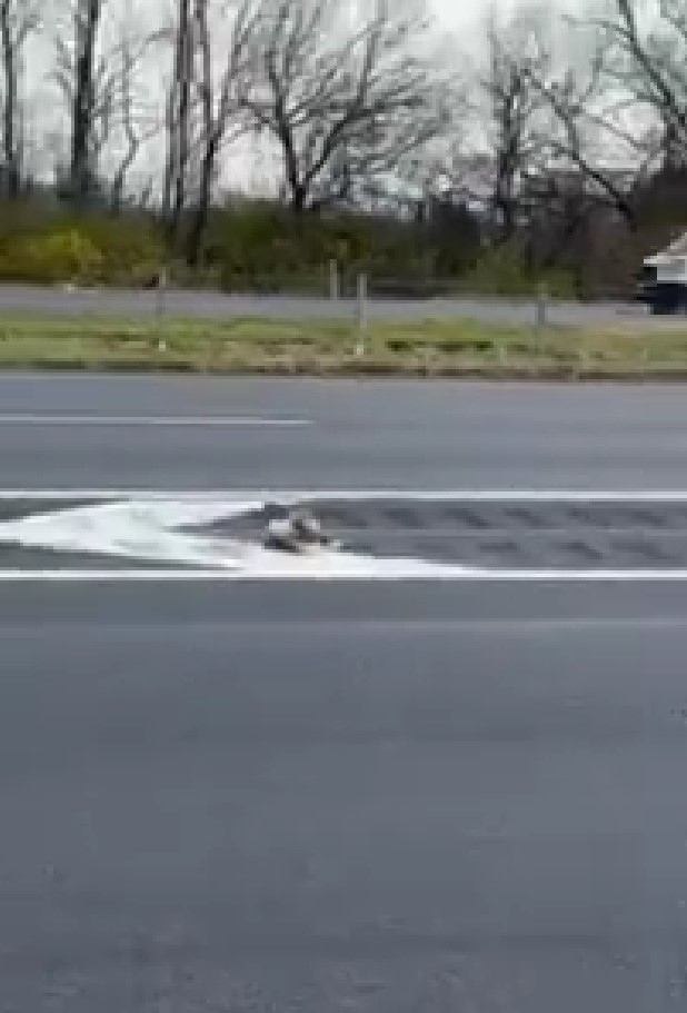 bird on a road