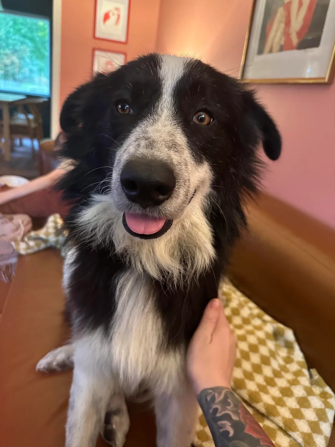 black and white dog