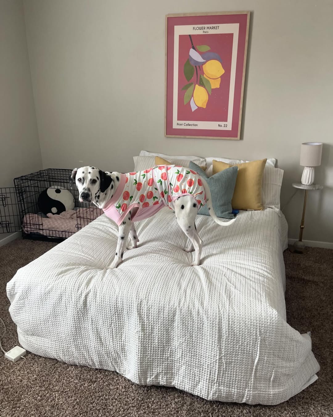black and white dog