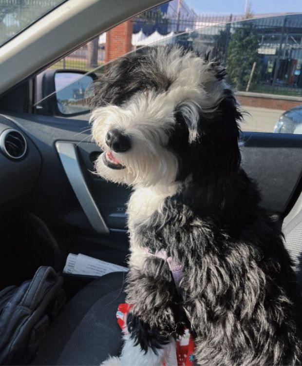 black and white dog in car