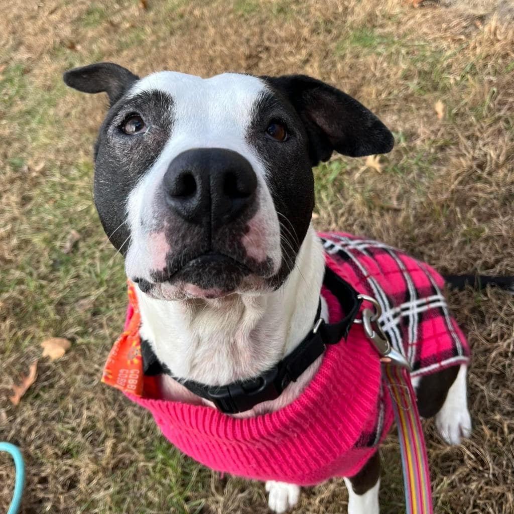 black and white dog