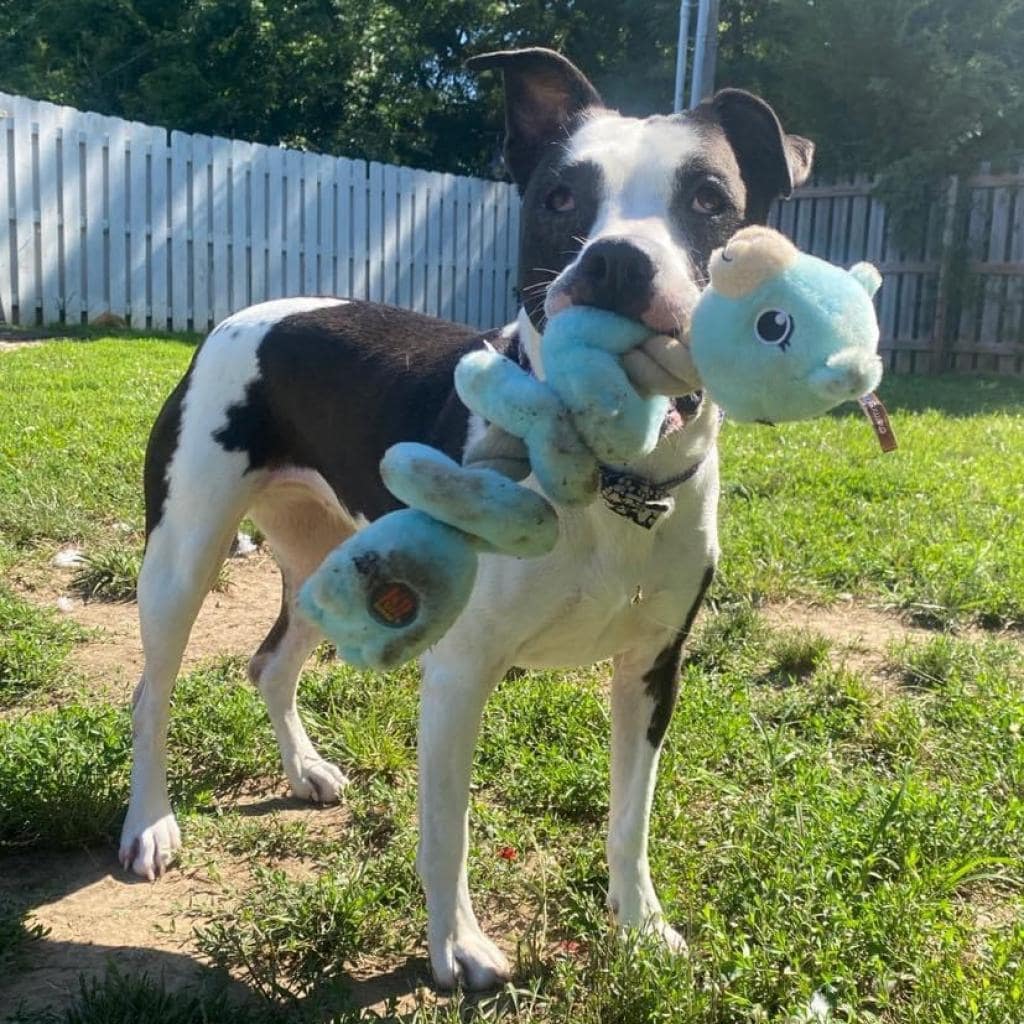 black and white holding a toy