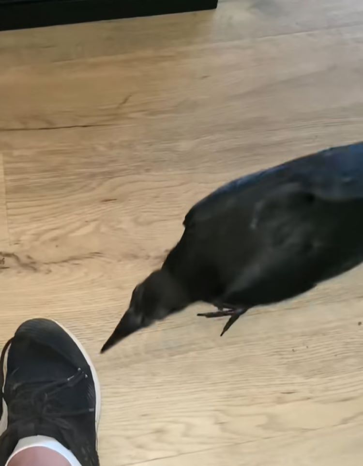 black crow