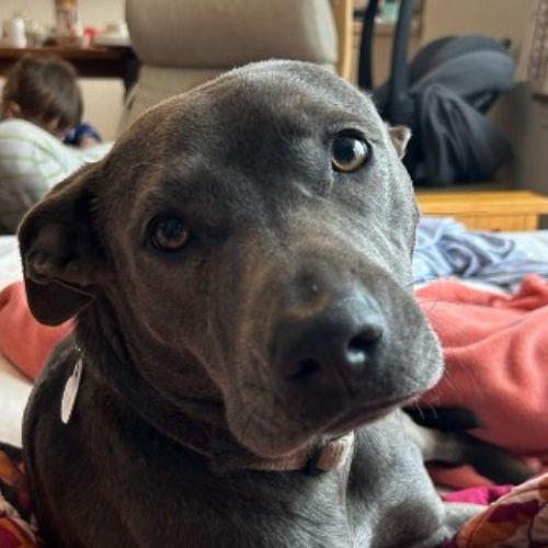 black dog