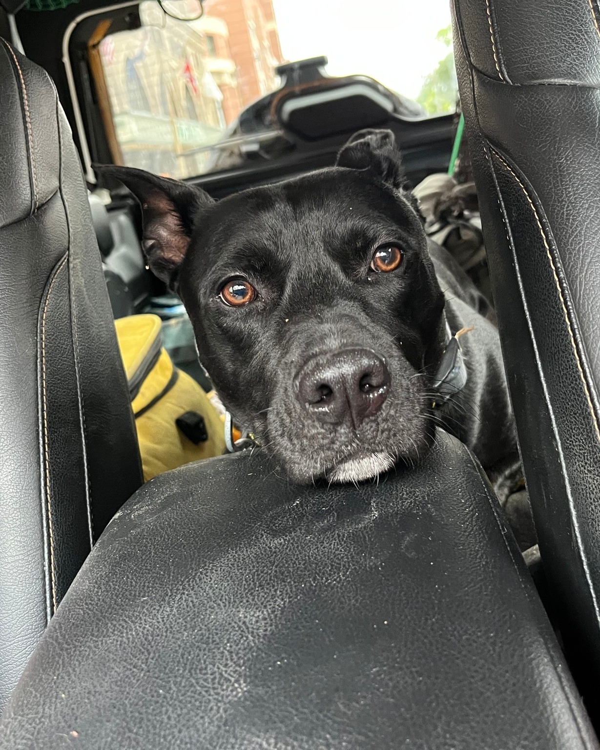 black dog in car