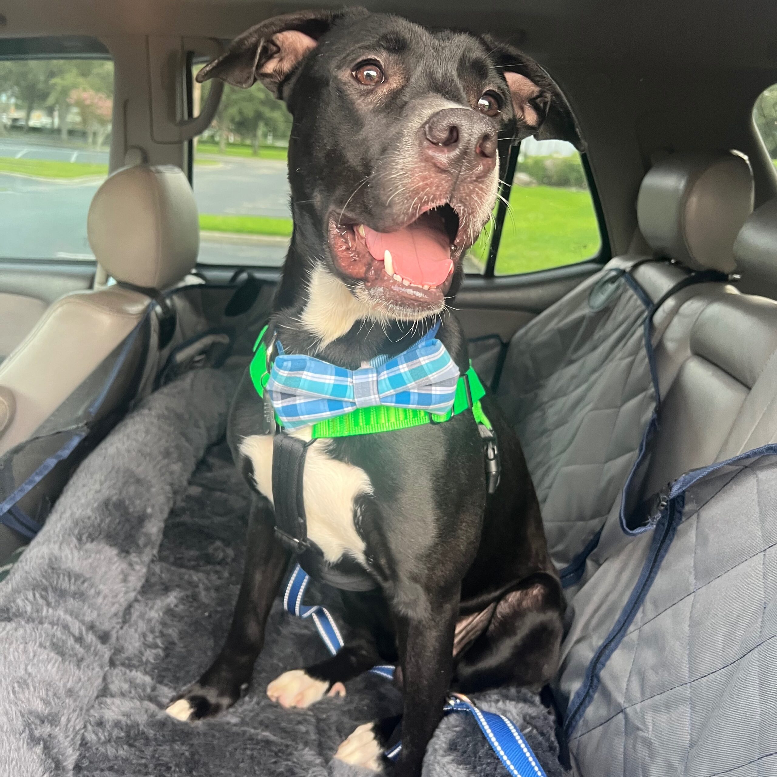 black dog in car
