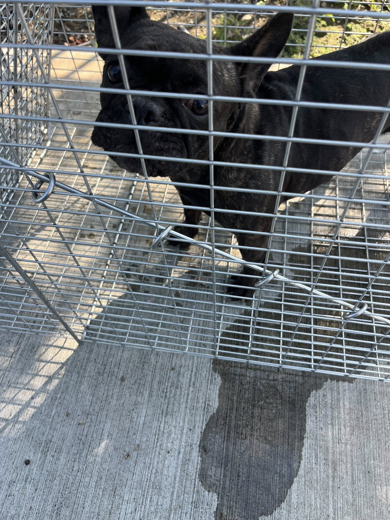black dog in crate