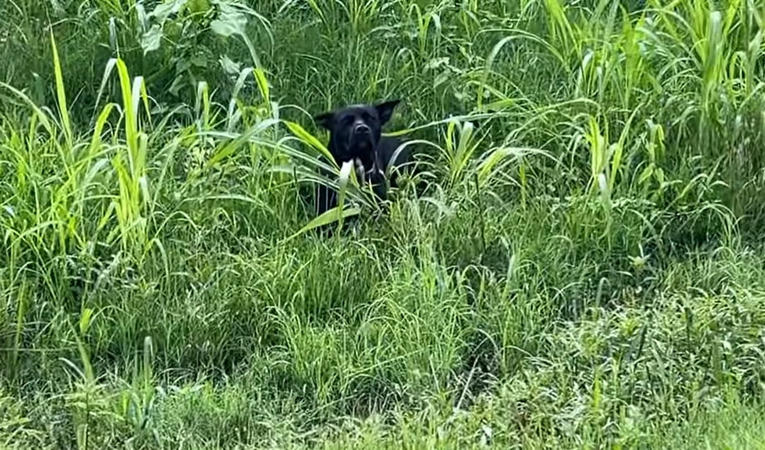 black dog in grass