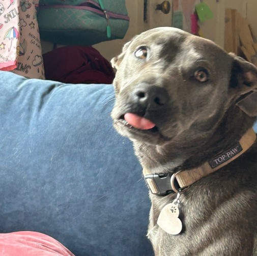 black dog in house