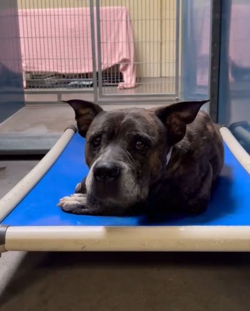 black dog in shelter