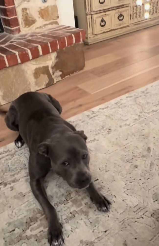black dog on a rug