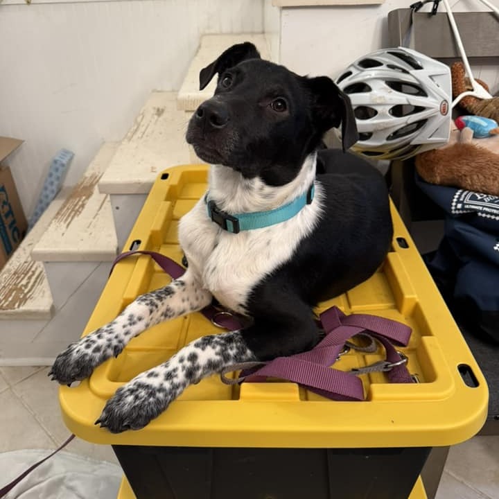 black dog sitting on trash can