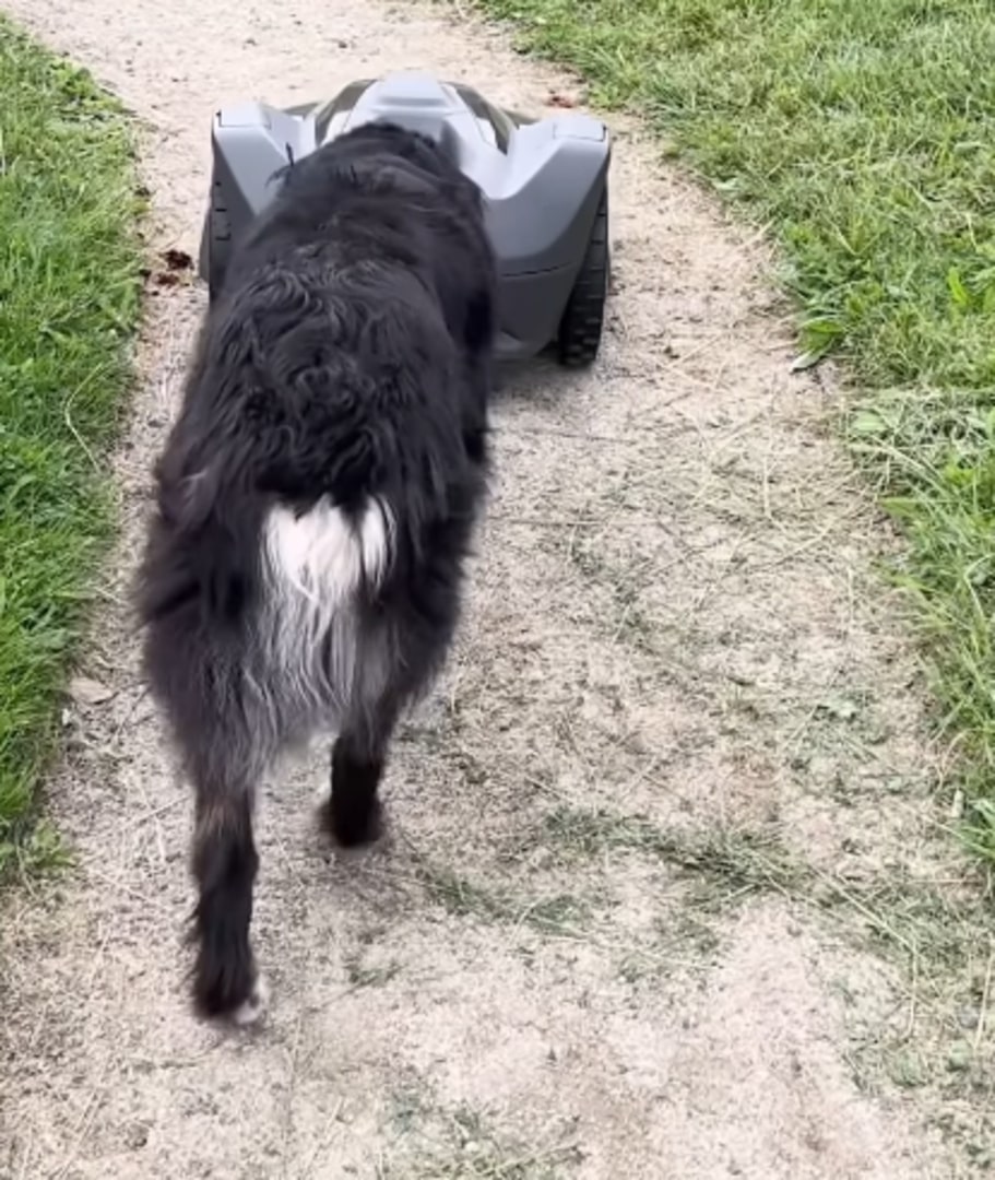 black dog walking on a road